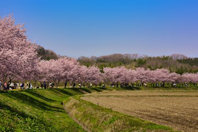 🌸 키타아사바 벚꽃 제방 공원(키타아사바 사쿠라즈츠미 코엔) 이미지 2